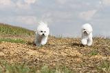 BICHON FRISE 120